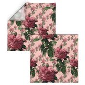 Redoute' Roses ~ Sweet Pink ~ Large