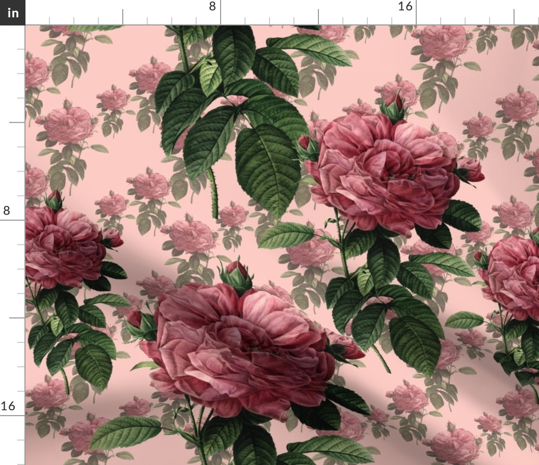 Redoute' Roses ~ Sweet Pink ~ Large