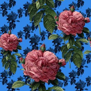 Redoute' Roses ~ Sweet Pink & Blue ~ Large