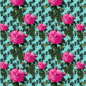 Redoute' Roses ~ Bright Pink & Robin's Egg Blue