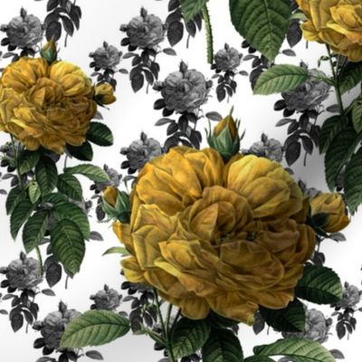 Redoute' Roses ~ Yellow