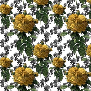 Redoute' Roses ~ Yellow