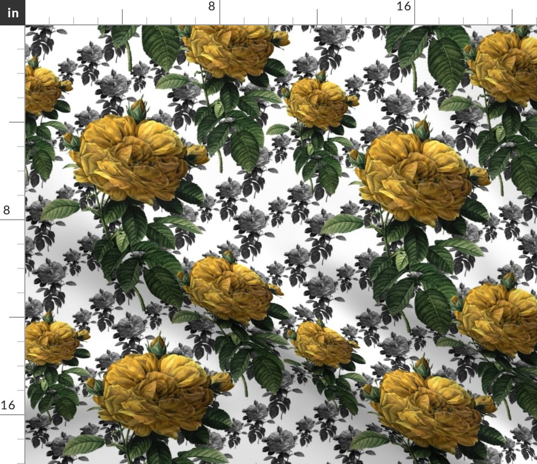 Redoute' Roses ~ Yellow