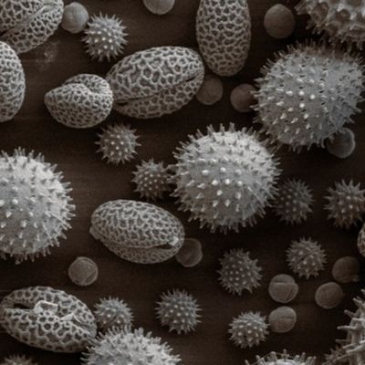 pollen mix grey SEM