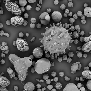 Pollen mix SEM