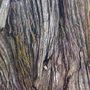 Tree Bark