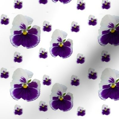 pansies