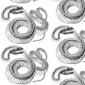 snake skeleton gray scale