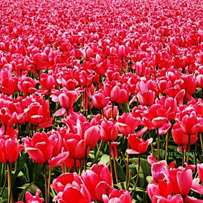 1_A_Pink_Tulips_ENH_proof