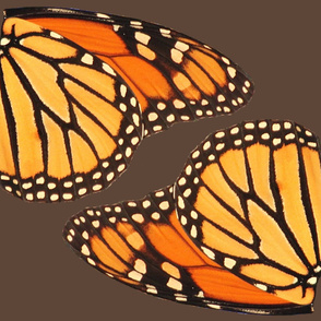 2 monarch butterfly insects wings