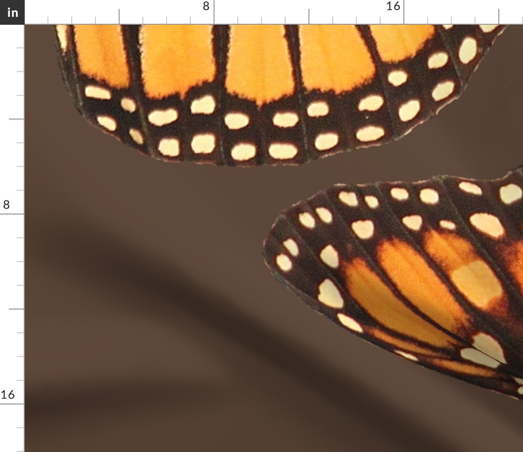 2 monarch butterfly insects wings