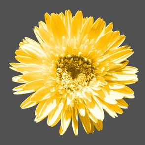 Daisy Swatch