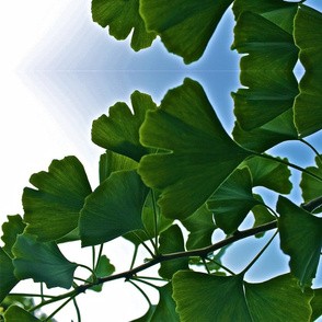 Ginko in the Sky