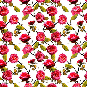 Photo of Roses Pattern (white background)