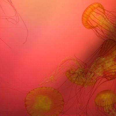 Shedd Red Jellies