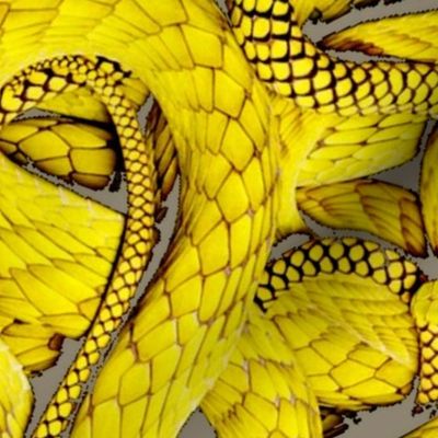 Not So Mellow Yellow Snakes