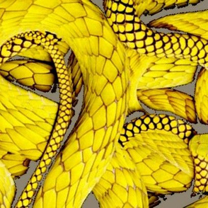Not So Mellow Yellow Snakes