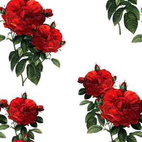 Redoute' Roses ~ Riot of Red Jumble