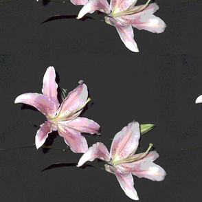 painted_lilies