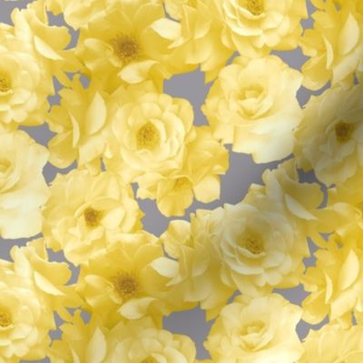 Yellow Roses