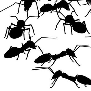 Black Picnic Ants