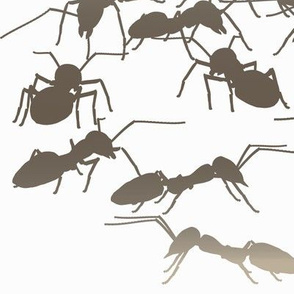 Mocha Ants