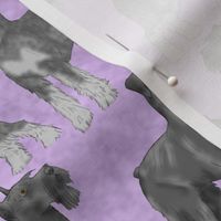 Posing Giant Schnauzers - purple