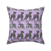 Posing Giant Schnauzers - purple