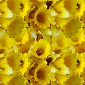 Daffodils 01