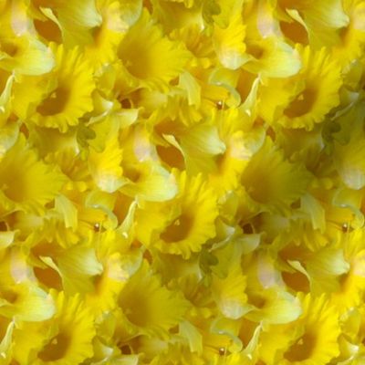 Daffodils 02