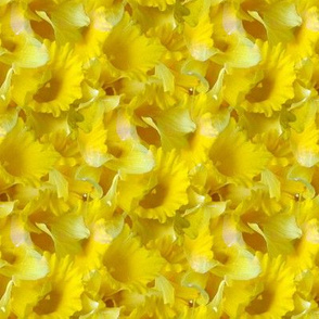 Daffodils 02