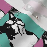 Boston Terriers Rule in Teal and Pink