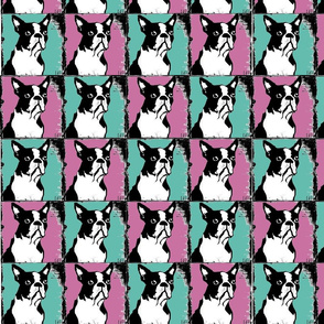 Boston Terriers Rule in Teal and Pink