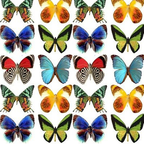 butterflies