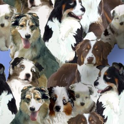 australian shepherd collage