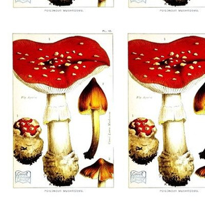 Edible Mushrooms