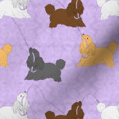 Tug of war Miniature Poodles - purple