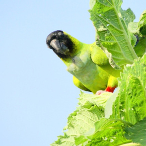 image parrot