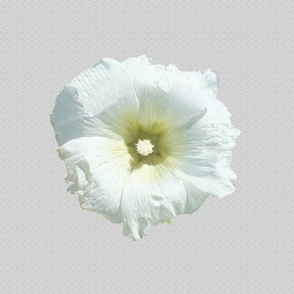 Hollyhock on Light Gray