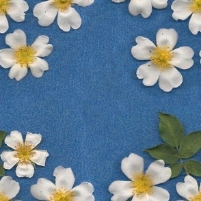 White Roses on blue