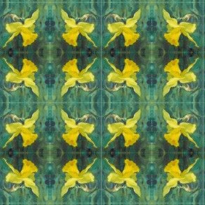 daffodil-close-up-repeat-03-chris-carter