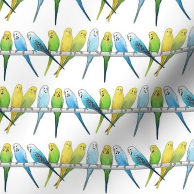 Rows of Colourful Budgies - medium scale