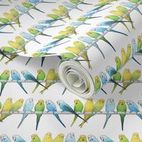 Rows of Colourful Budgies - medium scale