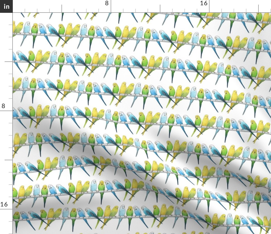 Rows of Colourful Budgies - medium scale