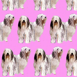 bearded_collies on pink background