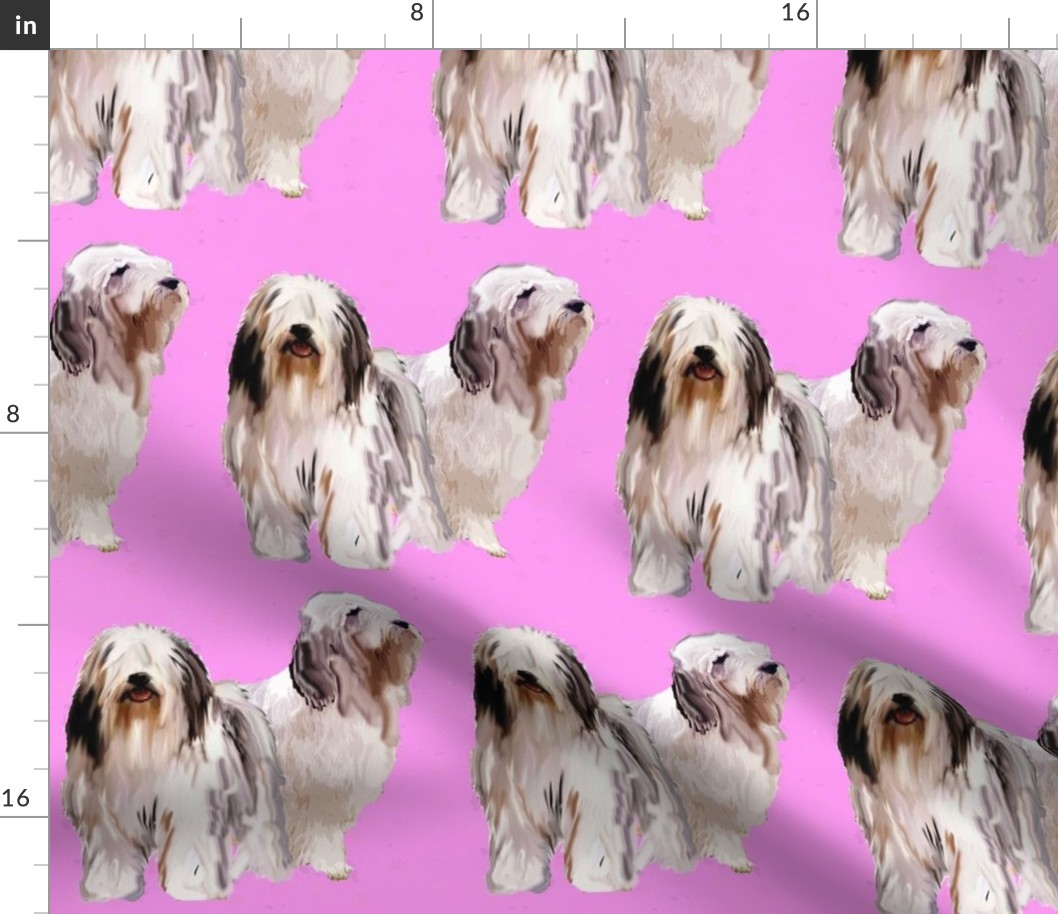 bearded_collies on pink background