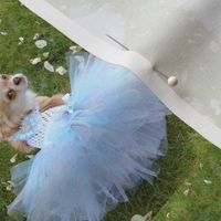 Chihuahua Diva