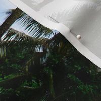 Nature // Breezy Tropical Palm Trees Photorealistic Print