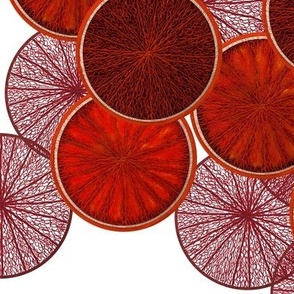 Blood oranges by Su_G_©SuSchaefer