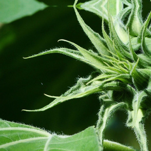 image sunflower bud